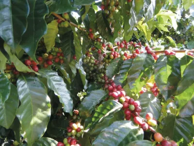 Káva Yunnan Catimor 350g